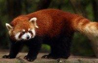 Lost, hungry red panda safely returned to Norwegian zoo