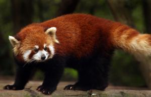 Lost, hungry red panda safely returned to Norwegian zoo