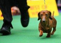 Does new research finally settle where dogs come from?