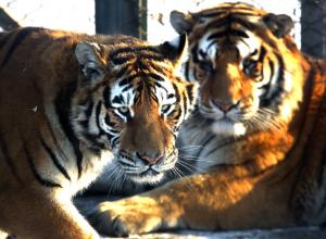 What controls animal stripes? Math has the answer