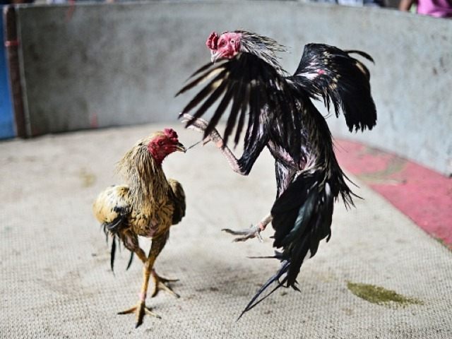 new fighting mexico rooster fight cock