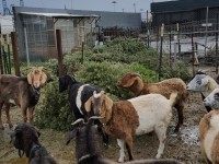 SF Goats Fed Christmas Trees, Push Climate Change