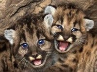 Mountain Lion Kittens Born in Mountains Near L.A.