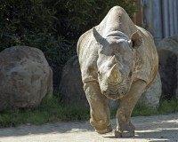 Elly, black rhinoceros