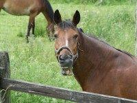 Man Who Told Horse Penis Joke to Be Deported from Kyrgyzstan