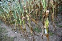 Gradual environmental change delays evolution, adaptation