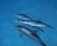 Did ancient Panamanian islanders hunt dolphins?