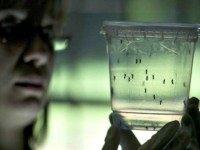Zika Mosquitos WSLS News
