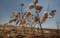 Cotton-based panty liners of the Organyc brand were found to contain tiny amounts of pesticide