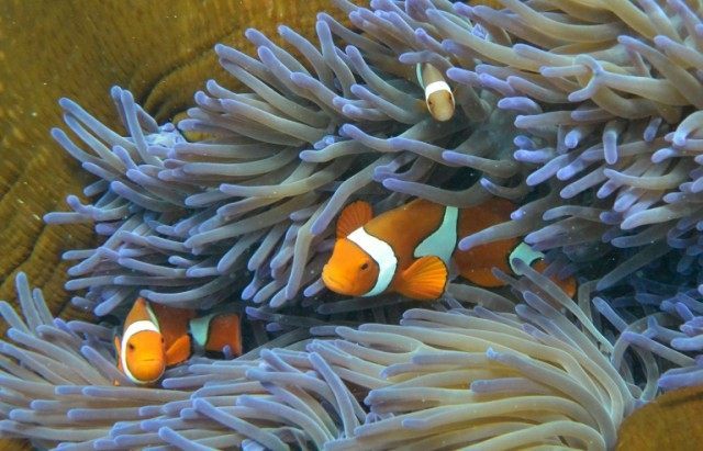 Fish swim through the coral on Australia's Great Barrier Reef, the world's largest coral bank