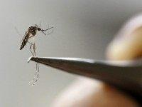 An Aedes Aegypti mosquito, carrier of zika virus, is seen in a lab of the International Training and Medical Research Training Center (CIDEIM) in Cali, Colombia February 2, 2016. Reuters/Jaime Saldarriaga