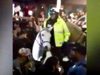 PETA Responds to Anti-Trump Protester April Foster, Charged With Abusing Police Horse