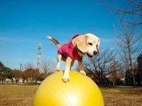 ‘Safe Paws’ Japan Pooch Sets Yoga Ball Speed Record
