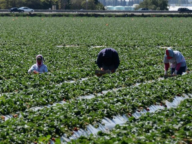Pro-Labor Outsourcing Lobbyist Joins Trump's Agriculture Dept - Breitbart News