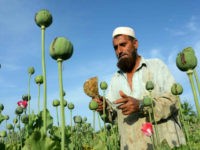 Afghanistan, Chaparh?r : An Afghan farmer harvests opium sap from a poppy field in the Chaparhar district of Nangarhar province on April 19, 2016. Opium poppy cultivation in Afghanistan dropped 19 percent in 2015 compared to the previous year, according to figures from the Afghan Ministry of Counter Narcotics and United Nations Oiffce on Drugs and Crime. / AFP PHOTO / NOORULLAH SHIRZADA
