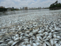 China, Haikou : Dead fish float in the Hongcheng Lake in Haikou city, south China's Hainan province, 4 May 2016. Shoals of dead fish blanketed part of a big lake on Wednesday (4 May 2016) morning in the southern Chinese city of Haikou, capital of Hainan province. Some 40 cleaning workers were sent to the bank of the Hongcheng Lake to clear away the fish. By noon, the workers removed more than 20 tons of dead fish which were suspected to have floated to the lake from another place. The cause of the death of the fish is still unknown and local authorities are investigating into it.