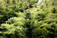 Alternative Solutions is one of seven facilities in Washington authorized to grow medical marijuana for nearly 3,700 local patients Alternative Solutions is one of seven facilities in Washington authorized to grow medical marijuana for nearly 3,700 local patients