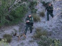 MISSION, TX - DECEMBER 09:  A U.S. Border Patrol K-9 team searches for undocumented immigrants near the U.S.-Mexico border on December 9, 2015 near Mission, Texas. The number of migrant families and unaccompanied minors from Central America crossing into the U.S. has again surged in recent months.  (Photo by John Moore/Getty Images)