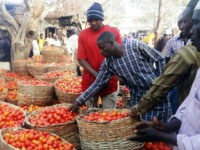 NIGERIA, Kano : A trader sorts a basket of tomatoes at the Yankaba vegetables market in northern Nigerian city of Kano, on January 15, 2016. It's a situation that mirrors the giant oil industry, where Nigeria has abundant resources but relies on imports. But this is about tomatoes, and Africa's richest man Aliko Dangote is hoping to change production with a giant factory that will boost domestic output, create jobs -- and even, indirectly, fight Boko Haram. / AFP