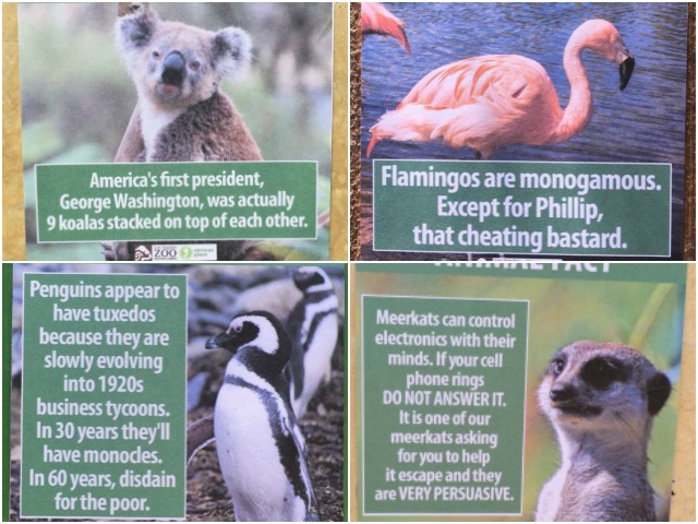 Comedian Hangs Up Hilarious 'Animal Facts' at L.A. Zoo ...