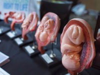 UNITED STATES, Tinley Park : TINLEY PARK, IL - JULY 31: Stages of a fetus are displayed at the Illinois Right To Life a table while Republican presidential hopeful and former Arkansas Governor Mike Huckabee speaks at the Freedom's Journal Institute for the Study of Faith and Public Policy 2015 Rise Initiative on July 31, 2015 in Tinley Park, Illinois. The event was billed as a "frank discussion on defending the sanctity of life from conception to natural death". Scott Olson/Getty Images/AFP