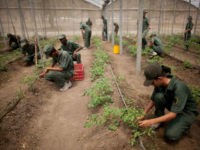 In this March 8, 2016 photo, Bolivarian Army soldiers tend to tomato plants at a military base near Maracay, Venezuela. Venezuela's President Nicolas Maduro on Monday night said he was creating a new government initiative to boost production and guarantee the smooth distribution of food supplies in the face of what he called economic sabotage by his opponents. He said the Great Mission of Sovereign Supply will be headed by Defense Minister Vladimir Padrino, who will coordinate the work of every ministry. Among its goals will be to wean oil-dependent Venezuela off foreign food imports and jumpstart agricultural production that has suffered for years under price controls. (AP Photo/Ariana Cubillos)