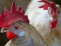 Tests carried out in three villages in Ethiopia showed that families that slept beneath a chicken in a cage overnight were mosquito-free in the morning, while homes without indoor poultry were not