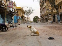 A dogs sits amidst debris in the modern town of Palmyra, adjacent to the ancient Syrian city, on April 9, 2016.


Syrian troops backed by Russian forces recaptured Palmyra on March 27, 2016, after a fierce offensive to rescue the city from jihadists who view the UNESCO-listed site's magnificent ruins as idolatrous. / AFP / LOUAI BESHARA        (Photo credit should read LOUAI BESHARA/AFP/Getty Images)