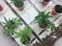 Marijuana growth