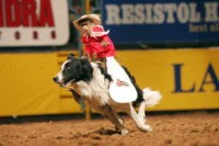 UNITED STATES - DECEMBER 11:  Rodeo: National Finals, View of monkey riding dog, animal at Thomas & Mack Center, Las Vegas, NV 12/11/2004  (Photo by Darren Carroll/Sports Illustrated/Getty Images)  (SetNumber: X72462 TK4)