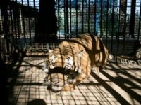A tiger looks on from inside it's cage at a zoo in Khan Yunis, in the southern Gaza Strip on March 5, 2016. / AFP / SAID KHATIB (Photo credit should read SAID KHATIB/AFP/Getty Images)