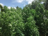 marijuana plants