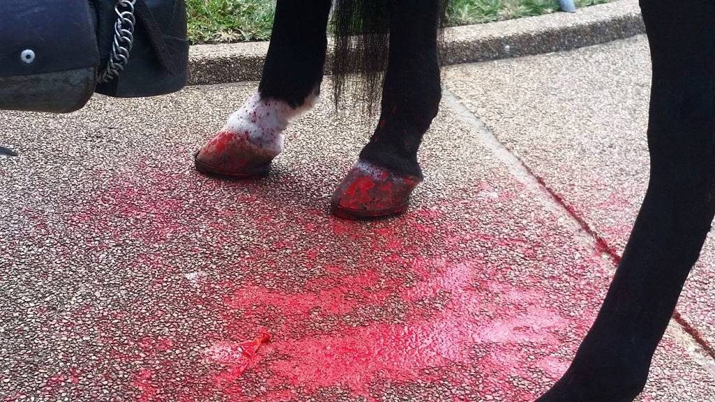 Red paint-filled balloons thrown at feet of police horses. (Photo: John Binder/Breitbart Texas)