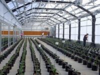 Workers clean up and check plant tags after transplanting marijuana plants to grow in a greenhouse at the Los Suenos Farms facility in Avondale, Colorado, U.S., on Thursday, Feb. 25, 2016. About 938 dispensaries, which outnumber Starbucks in Colorado, in 2015 yielded $135 million in state taxes and fees, 44 percent more than a year earlier. Yet as the market enters its third year after voters legalized retail sales in 2012, officials question whether the newfound income outweighs the escalating social costs. Photographer: Matthew Staver/Bloomberg