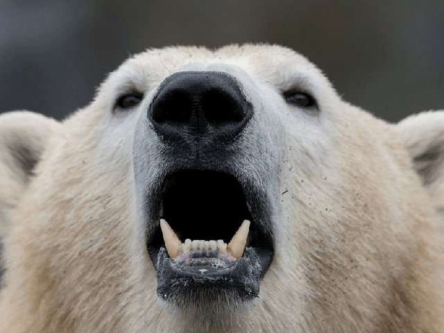 the-truth-about-polar-bears-they-re-a-dangerous-out-of-control-pest