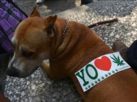 A sticker is seen on a dog's back during a demo in support of the legalization of marijuana , in Mexico City, on May 5, 2012, as part of the 2012 Global Marijuana March which is being held in hundreds of cities worldwide. AFP PHOTO/ Yuri CORTEZ (Photo credit should read YURI CORTEZ/AFP/GettyImages)