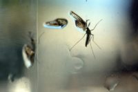 The Zika virus is primarily transmitted by the Aedes aegypti mosquitoes, and also by sexual contact