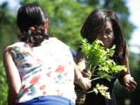 Michelle Obama participates in a White House Kitchen Garden harvest June 6, 2016 at the White House in Washington, DC.