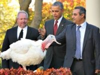 U.S. President Barack Obama "pardons" Abe, a 42-pound male turkey during a ceremony with Jihad Douglas, chairman of the National Turkey Federation, in the Rose Garden at the White House  November 25, 2015 in Washington, DC. In a tradition dating back to 1947, the president pardons a turkey, sparing the tom -- and his alternate -- from becoming a Thanksgiving Day feast. This year, Americans were asked to choose which of two turkeys would be pardoned and to cast their votes on Twitter.