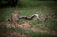 A major survey has revealed that just 7,100 adult cheetahs remain in the wild, and that the species faces extinction without urgent new protection measures