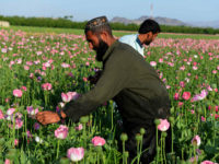 TOPSHOT - Afghan farmers harvest opium sap from a poppy field in Zari District of Kandahar province on April 12, 2016. Opium poppy cultivation in Afghanistan dropped 19 percent in 2015 compared to the previous year, according to figures from the Afghan Ministry of Counter Narcotics and United Nations Office on Drugs and Crime. / AFP / JAVED TANVEER (Photo credit should read JAVED TANVEER/AFP/Getty Images)