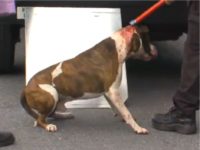 Dog Named ‘Scarface’ Attacks Owners After They Try to Make Him Wear a Sweater
