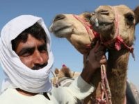 camel