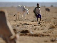A young herder from the Samburu pastoral community grazes his family cattle on the dwindling pasture of the Loisaba wildlife conservancy, Kenya