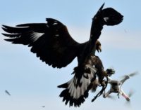 A royal eagle catches a drone during a military exercise at the Mont-de-Marsan airbase, southwestern France