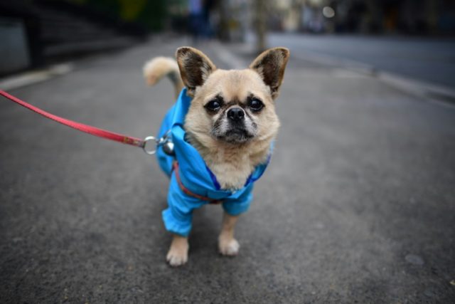 Poodles in pink dresses, Pekinese wearing shirts, a Pomeranian in sneakers and a raincoat -- the sidewalks of Shanghai can sometimes seem like catwalks gone to the dogs