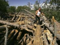 California logging (David McNew / Getty)