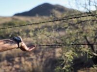 Senate Candidate Kelli Ward Demands Wall Built After Border Patrol Agent Shot and Attacked