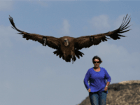 wild eagle
