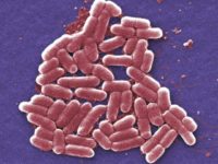 CDC Research Finds Antibiotic-Resistant ‘Nightmare’ Bacteria in 27 States